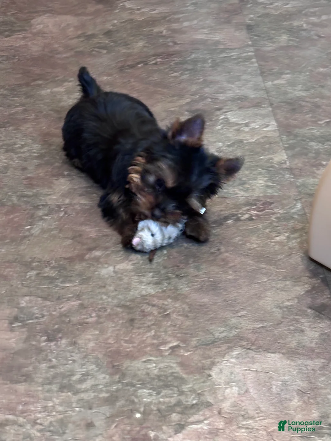 Yorkshire Terrier dogs for sale: Orange  - Ad 2