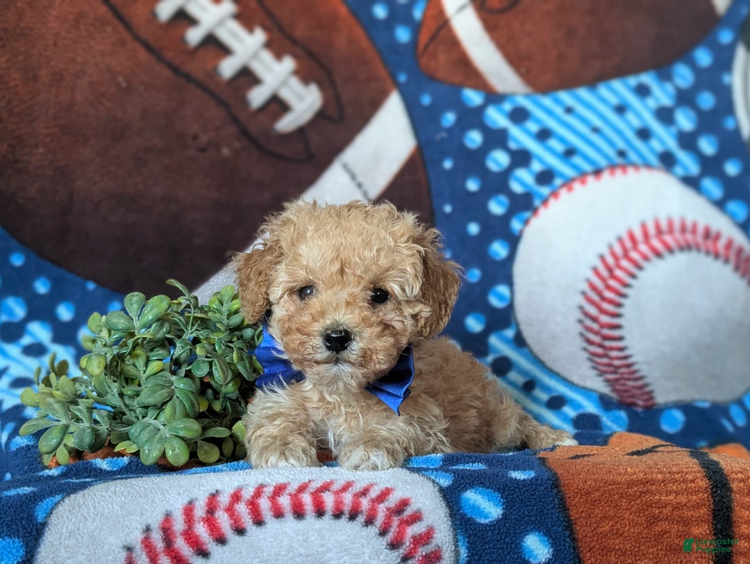 Miniature Poodle dogs for sale: Clark 9 lbs full grown - Ad 6