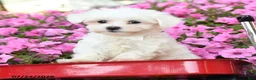 Maltese dogs for sale: Yukon - Ad 2