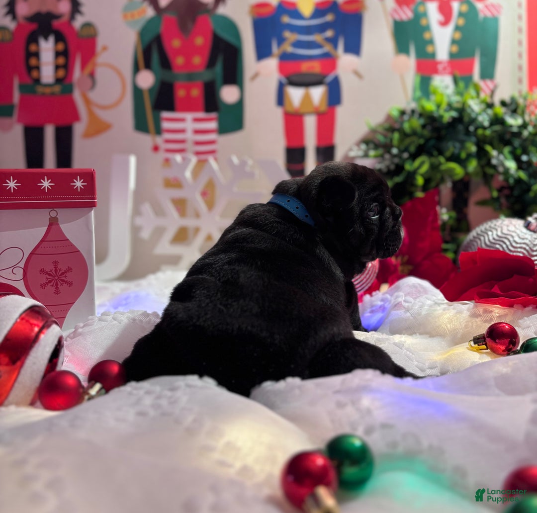 French Bulldog dogs for sale: French Bulldog Puppy 1 - Ad 8