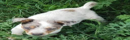 Australian Cattle Dog dogs for sale: Australian Cattle Dog Puppy 3 (Bella) Female - Ad 2