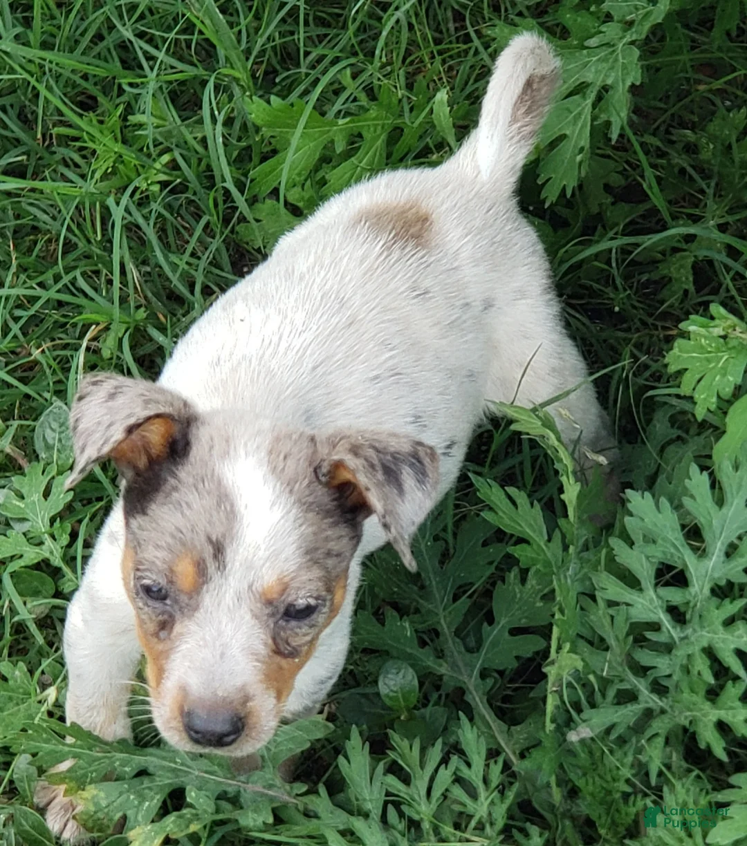 Australian Cattle Dog dogs for sale: Australian Cattle Dog Puppy 3 (Bella) Female - Ad 2