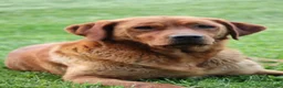 Labrador Retriever dogs for sale: Tassle - Ad 7