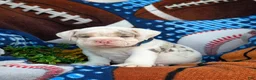English Bulldog dogs for sale: Dunmore - Ad 8