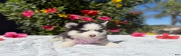 Pomsky dogs for sale: Percy - Ad 6