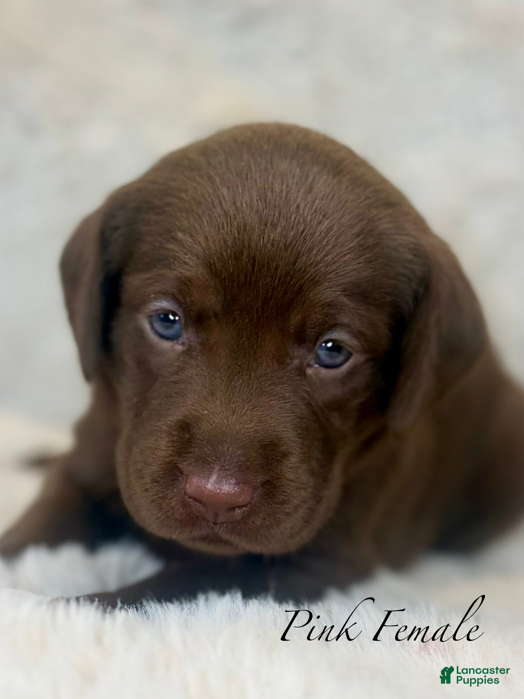 Labrador Retriever dogs Pink Female - Ad 1