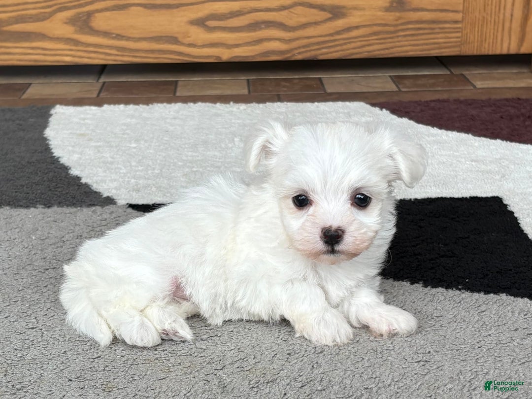 Coton De Tulear dogs for sale: Nadine - Ad 8