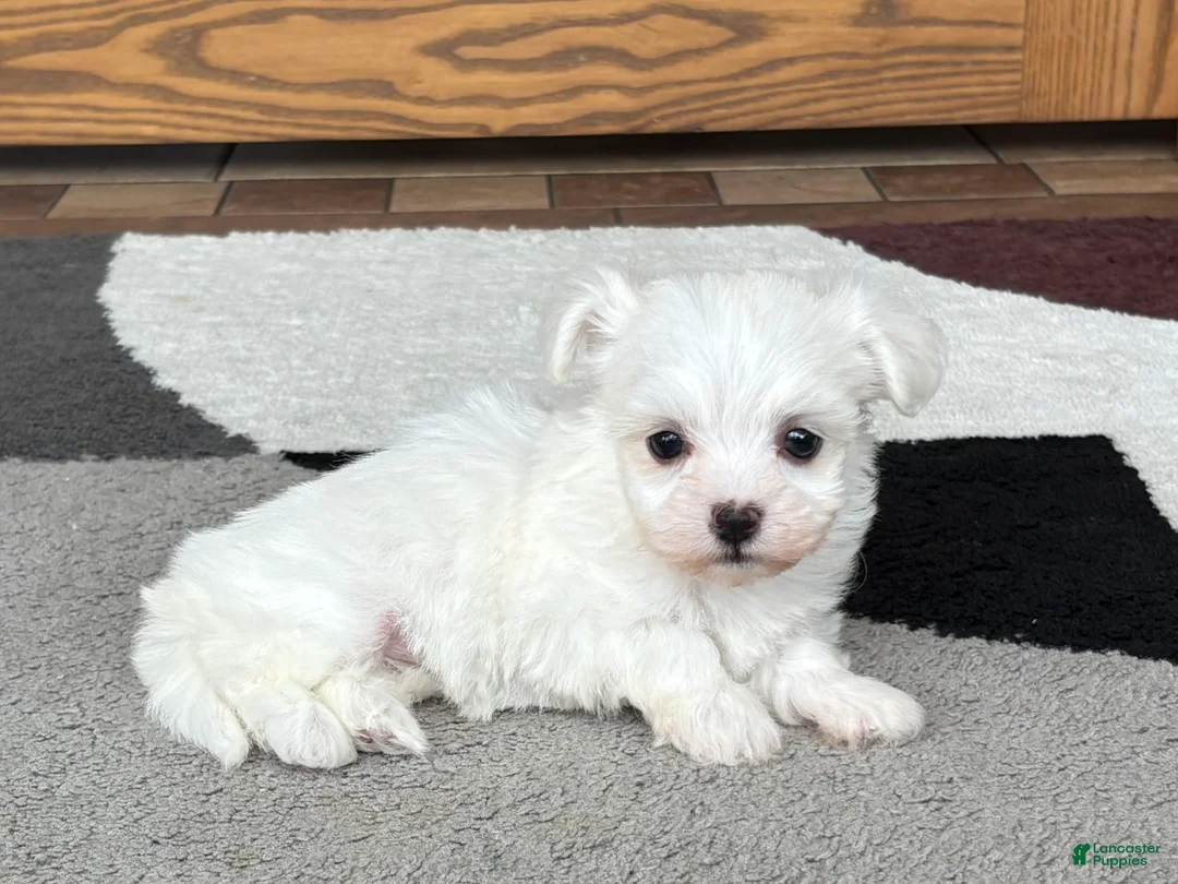 Coton De Tulear dogs for sale: Nadine - Ad 6