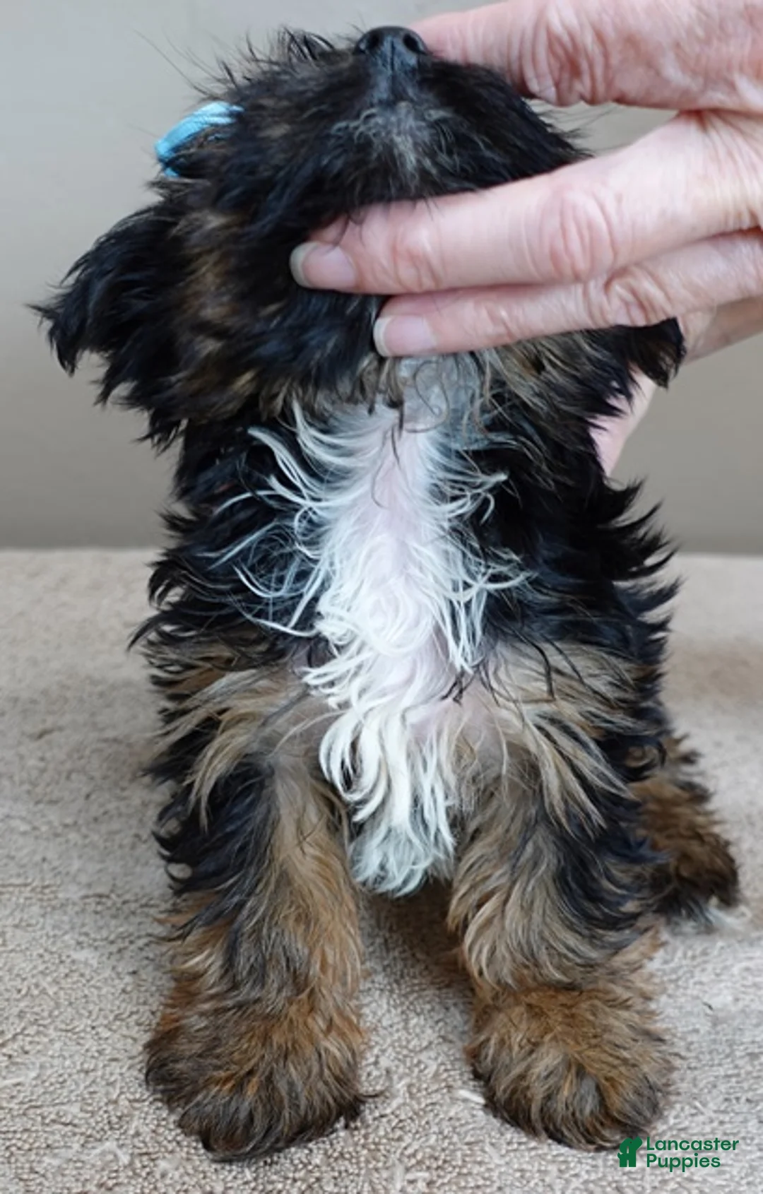 Yorkshire Terrier dogs for sale: Bali 2 pounds - Ad 13