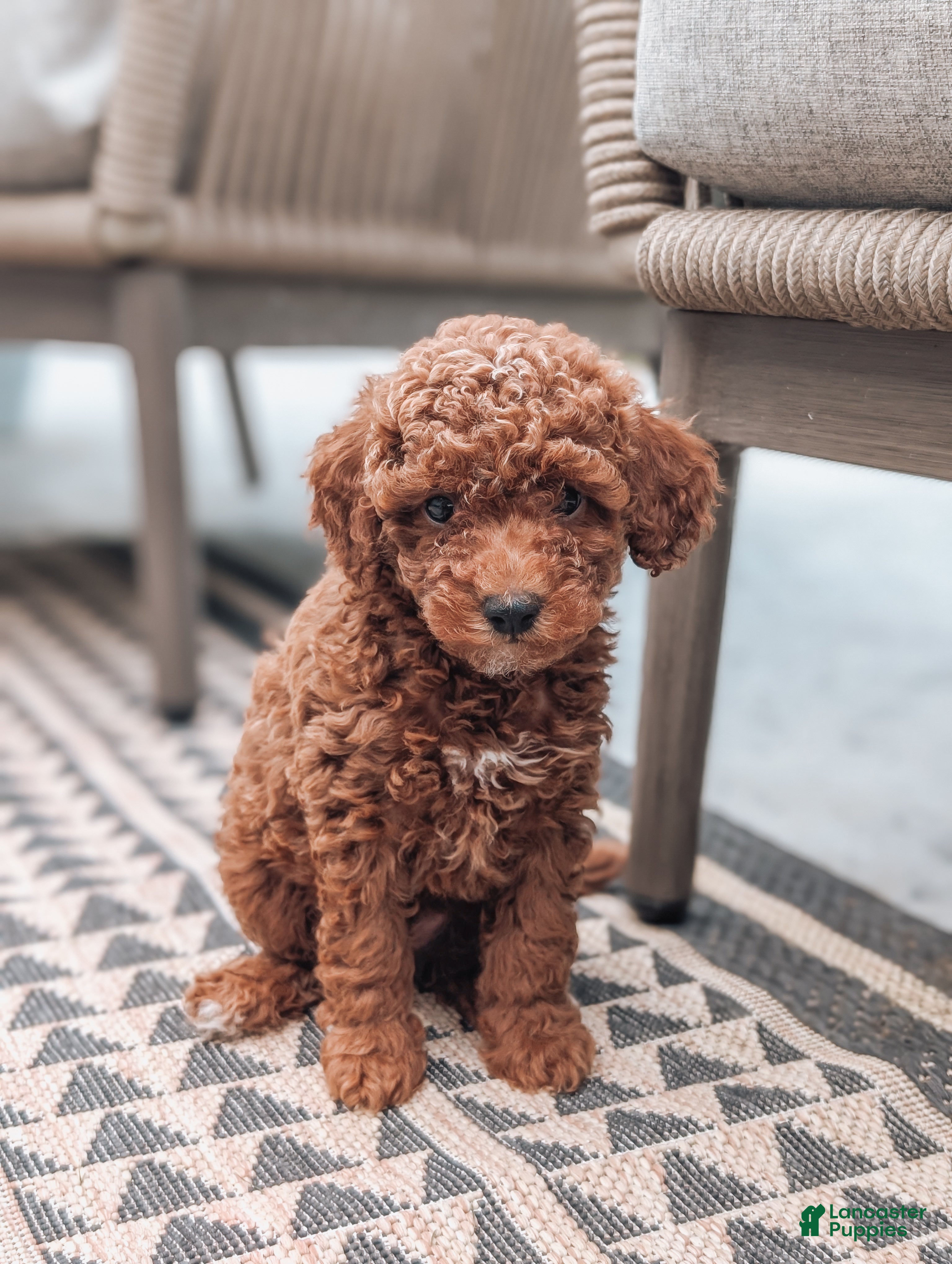 Miniature Poodle dogs Jack - Ad 1