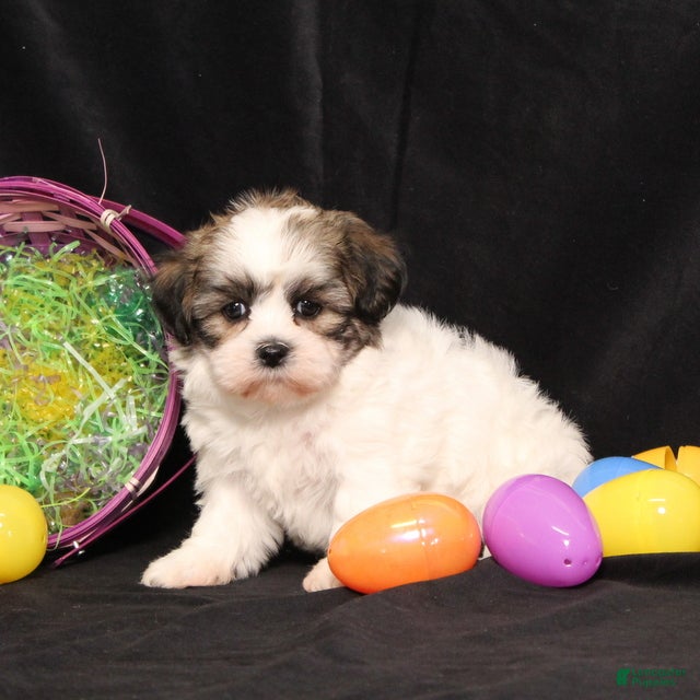 Teddy Bear dogs Ivy - Ad 2