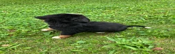 Bernese Mountain Dog dogs for sale: Akc Rover - Ad 2