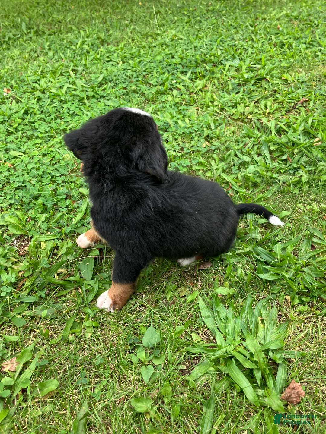 Bernese Mountain Dog dogs for sale: Akc Rover - Ad 2