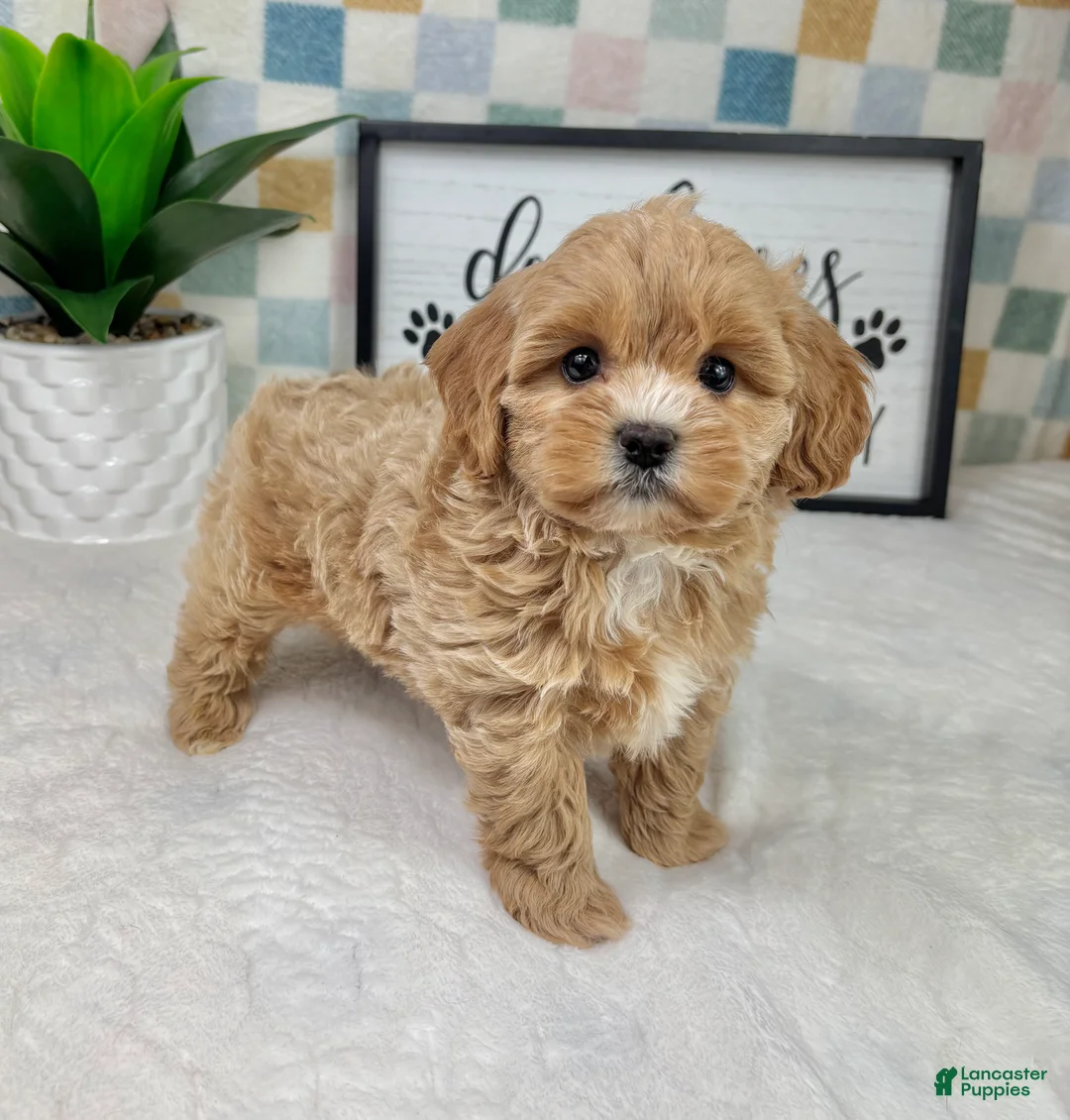 Cavapoo dogs for sale: Camden - Ad 5