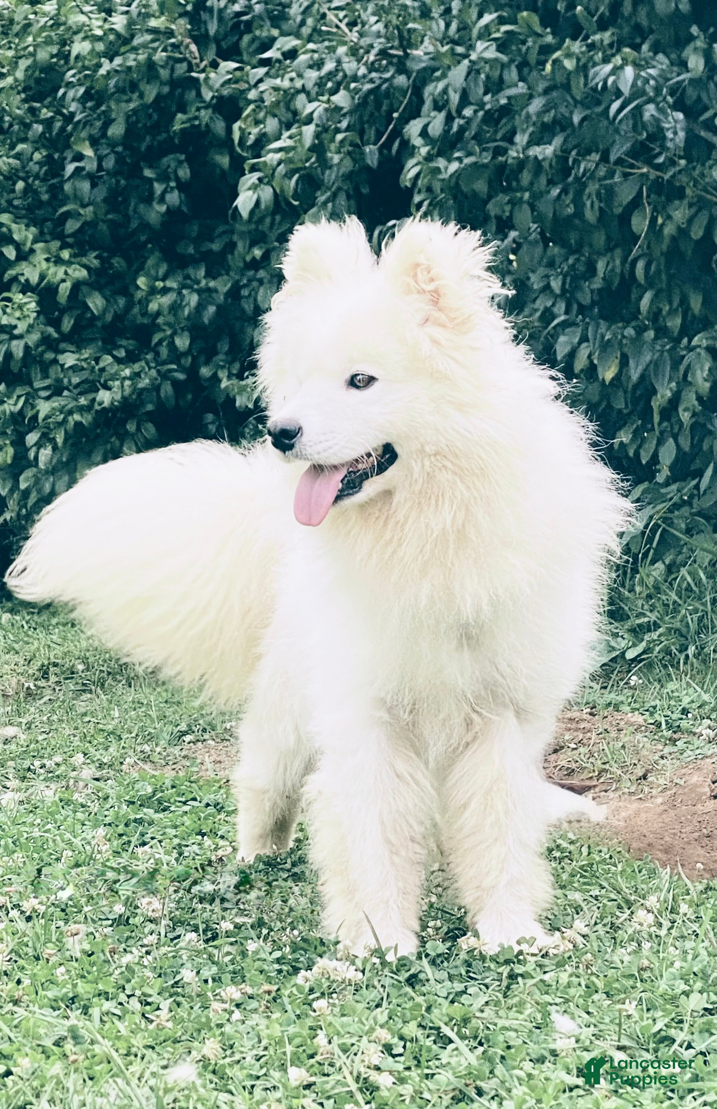 Samoyed dogs Alyosha  - Ad 1