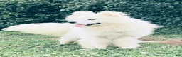 Samoyed dogs for sale: Alyosha  - Ad 1