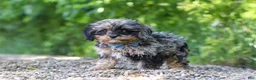 Cavapoo dogs for sale: Sparky - Ad 5