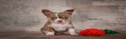 Chihuahua dogs for sale: Eli - Ad 9