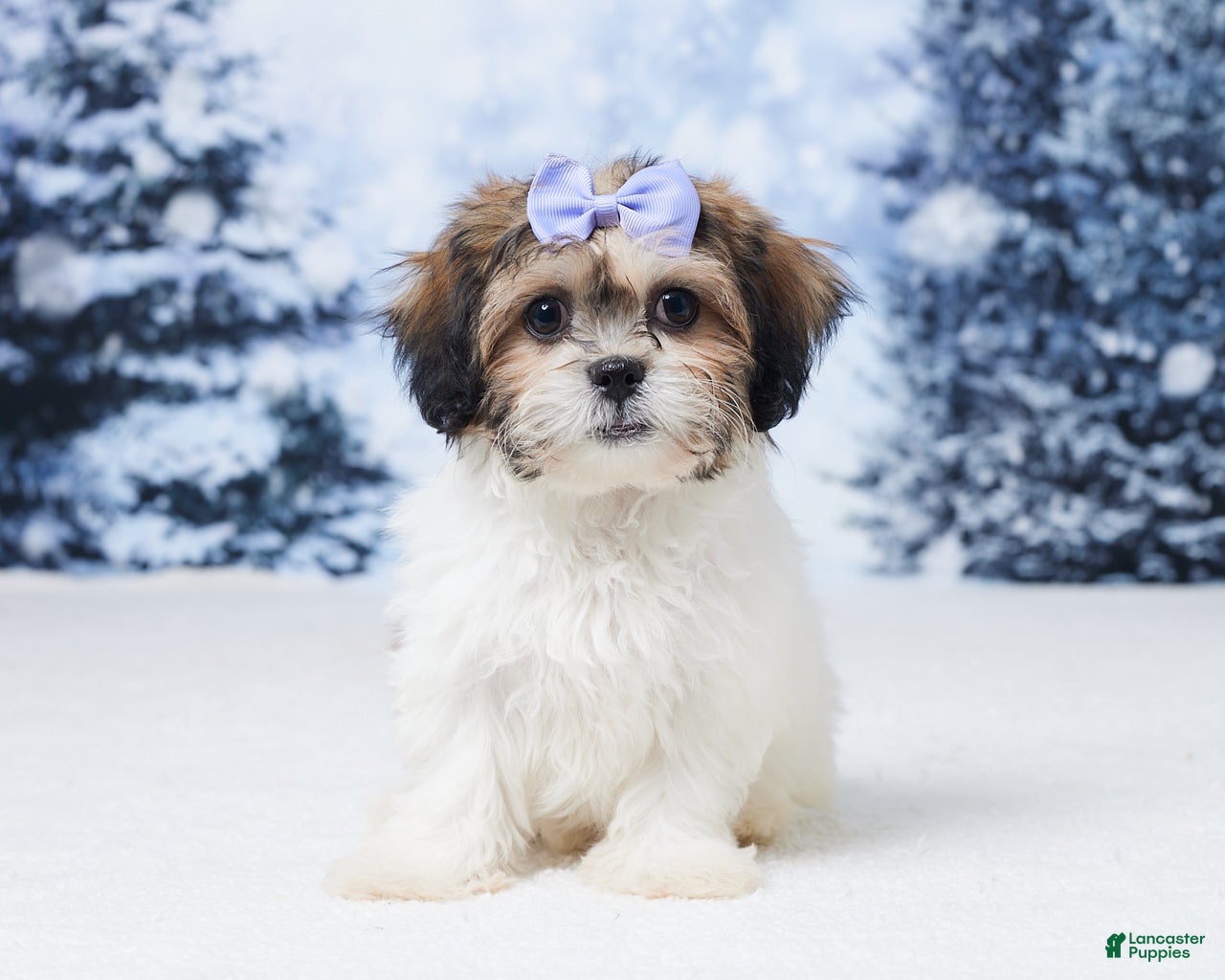 Teddy Bear dogs Abby - Ad 29