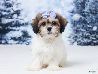 Teddy Bear dogs Abby - Ad 34