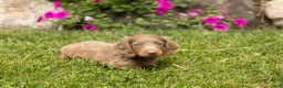 Dachshund dogs for sale: Heidi  - Ad 3