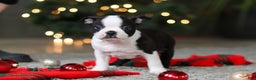 Boston Terrier dogs for sale: Max - Ad 11