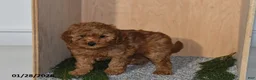 Mini Goldendoodle dogs for sale: Jade - Ad 2