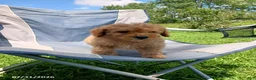 Mini Goldendoodle dogs for sale: Ace - Ad 1