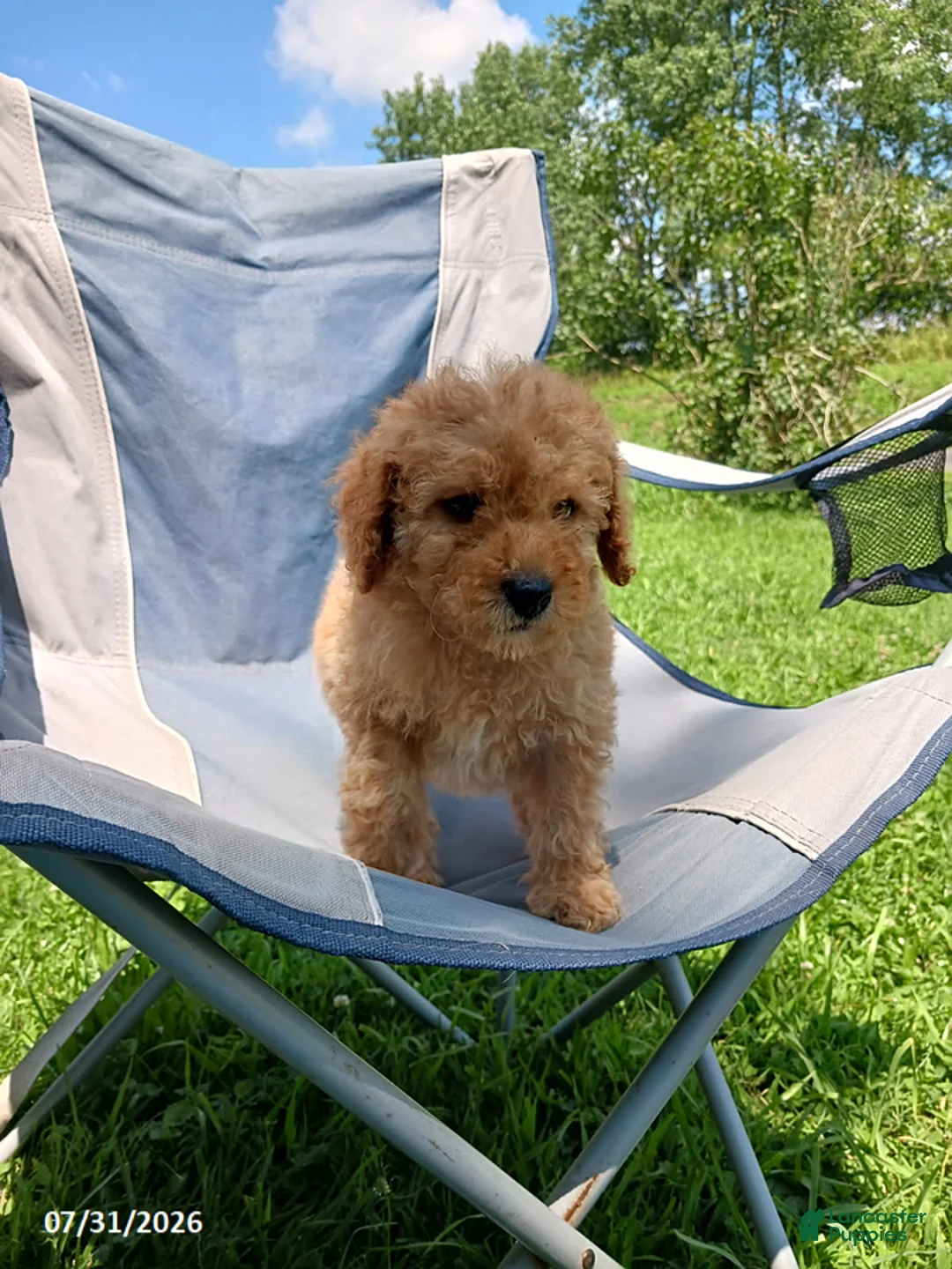 Mini Goldendoodle dogs for sale: Ace - Ad 1