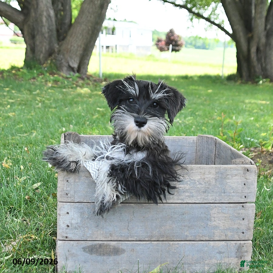 Miniature Schnauzer dogs Hailey - Ad 1