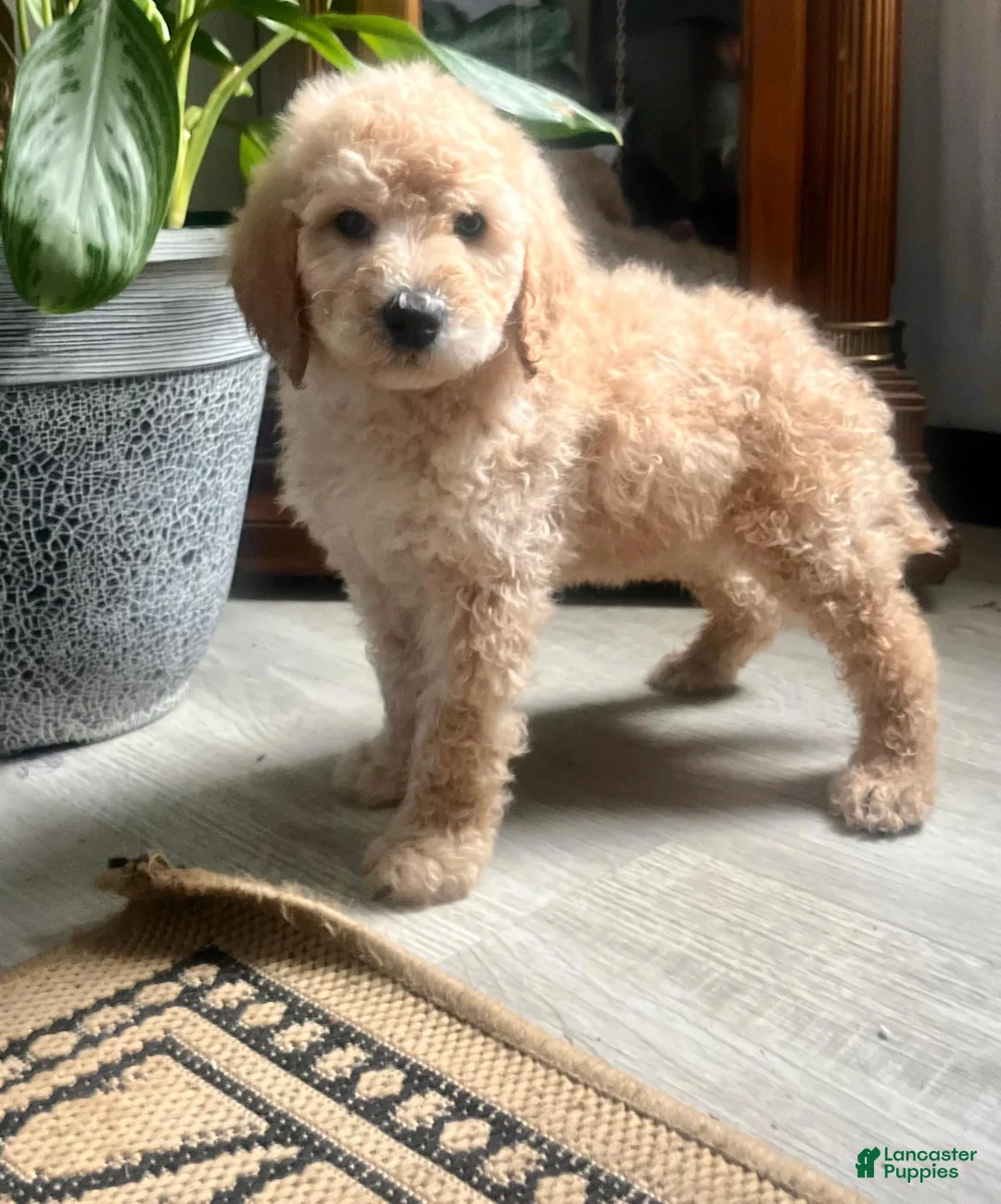 Standard Poodle dogs for sale: Pixie Stick❤️🐾AKC Genetic Tested❤️Call 610-806-6386 - Ad 1