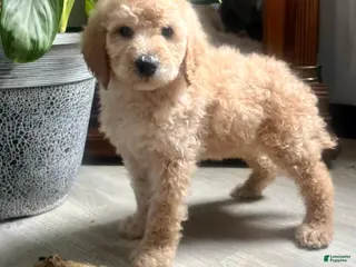 Standard Poodle dogs Pixie Stick❤️🐾AKC Genetic Tested❤️Call 610-806-6386 - Ad 3