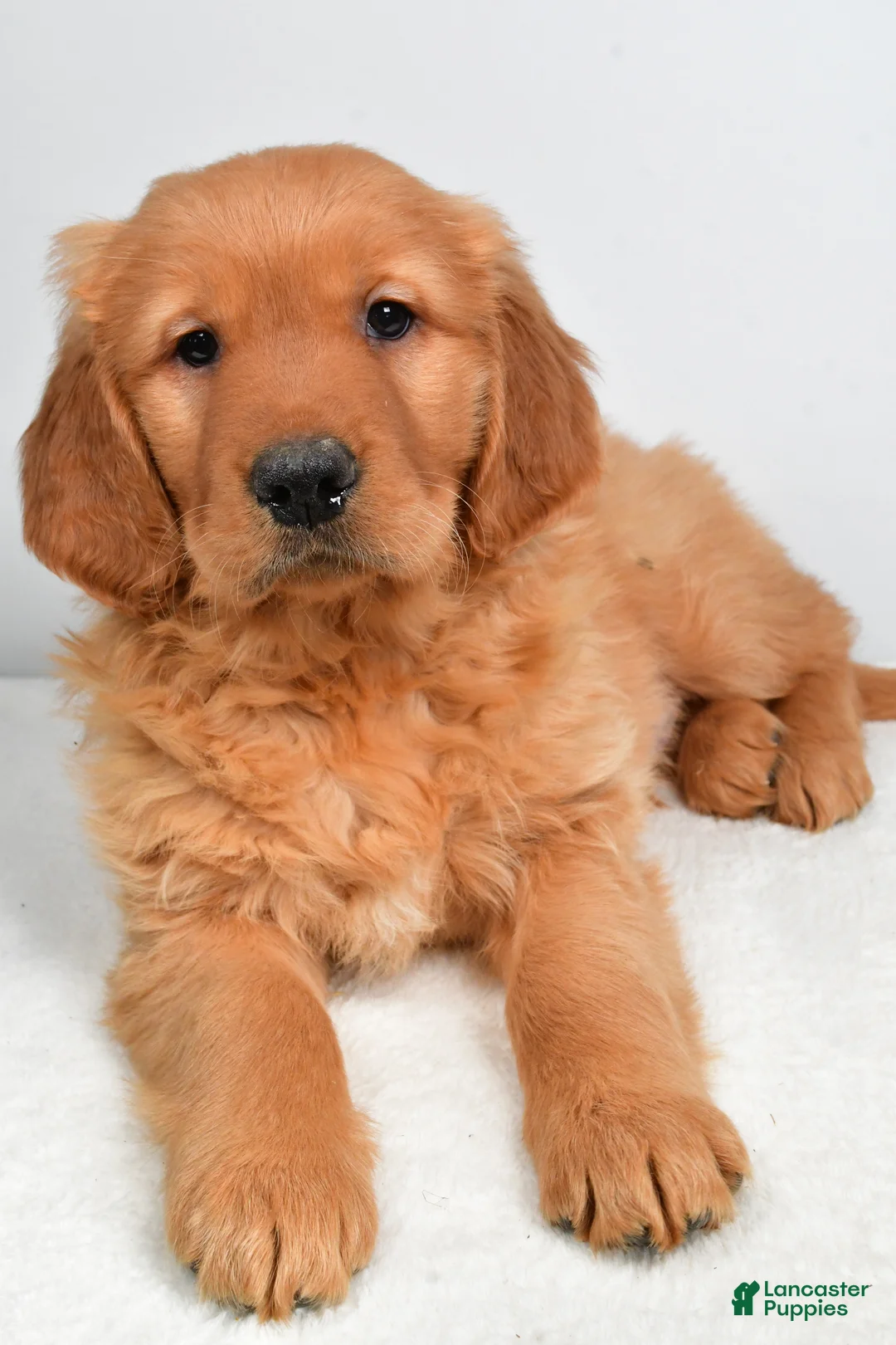 Golden Retriever dogs for sale: Asher - Ad 7