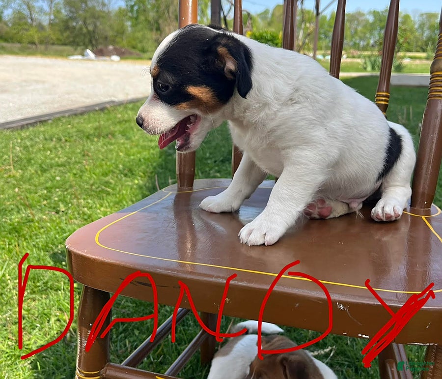 Jack Russell Terrier dogs Dandy - Ad 16