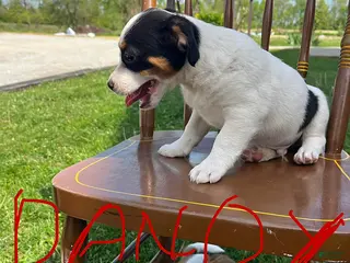 Jack Russell Terrier dogs Dandy - Ad 16