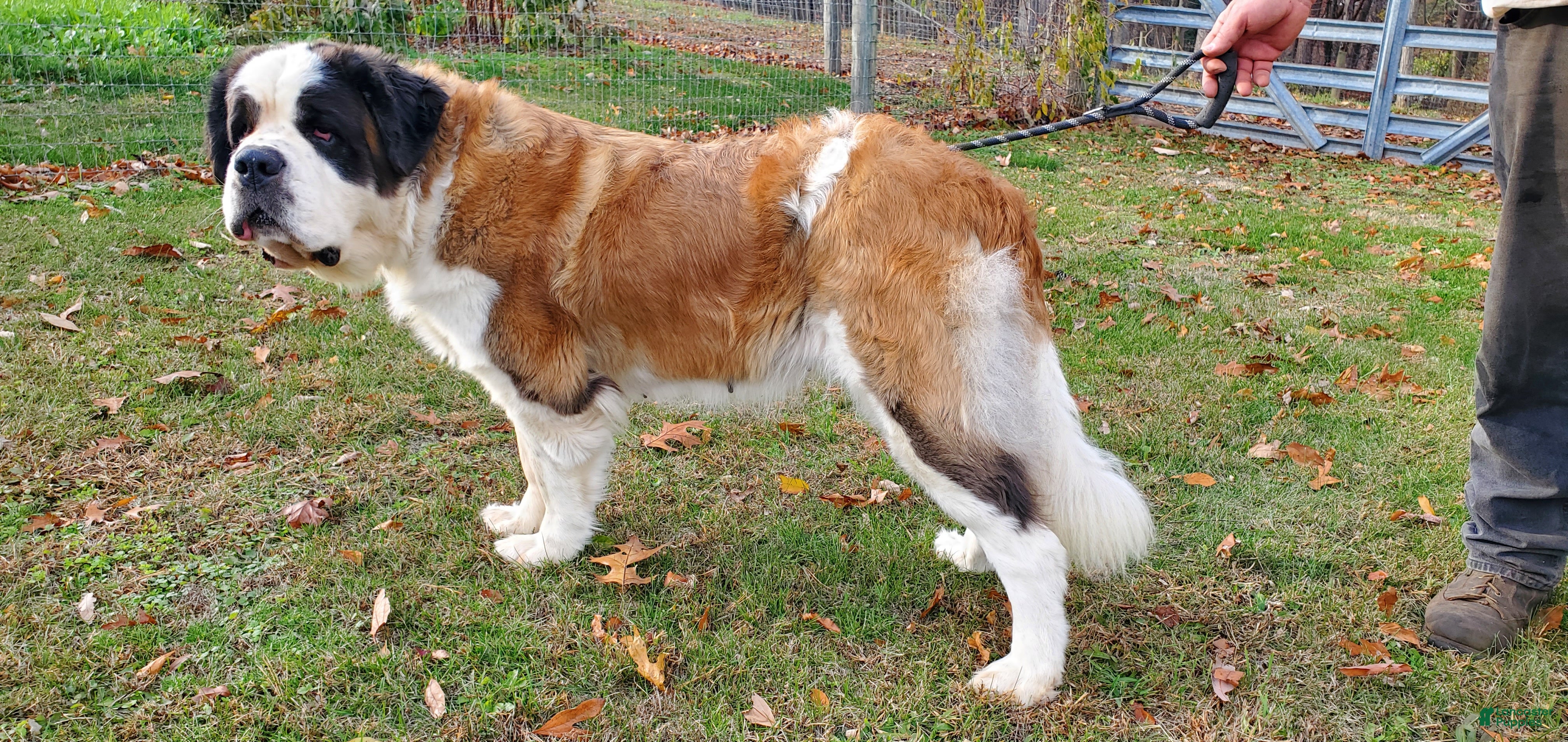 Saint Bernard dogs Saint Bernard Puppy 1 - Ad 8