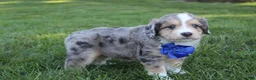 Mini Aussiedoodle dogs for sale: Kody 💎 - Ad 4