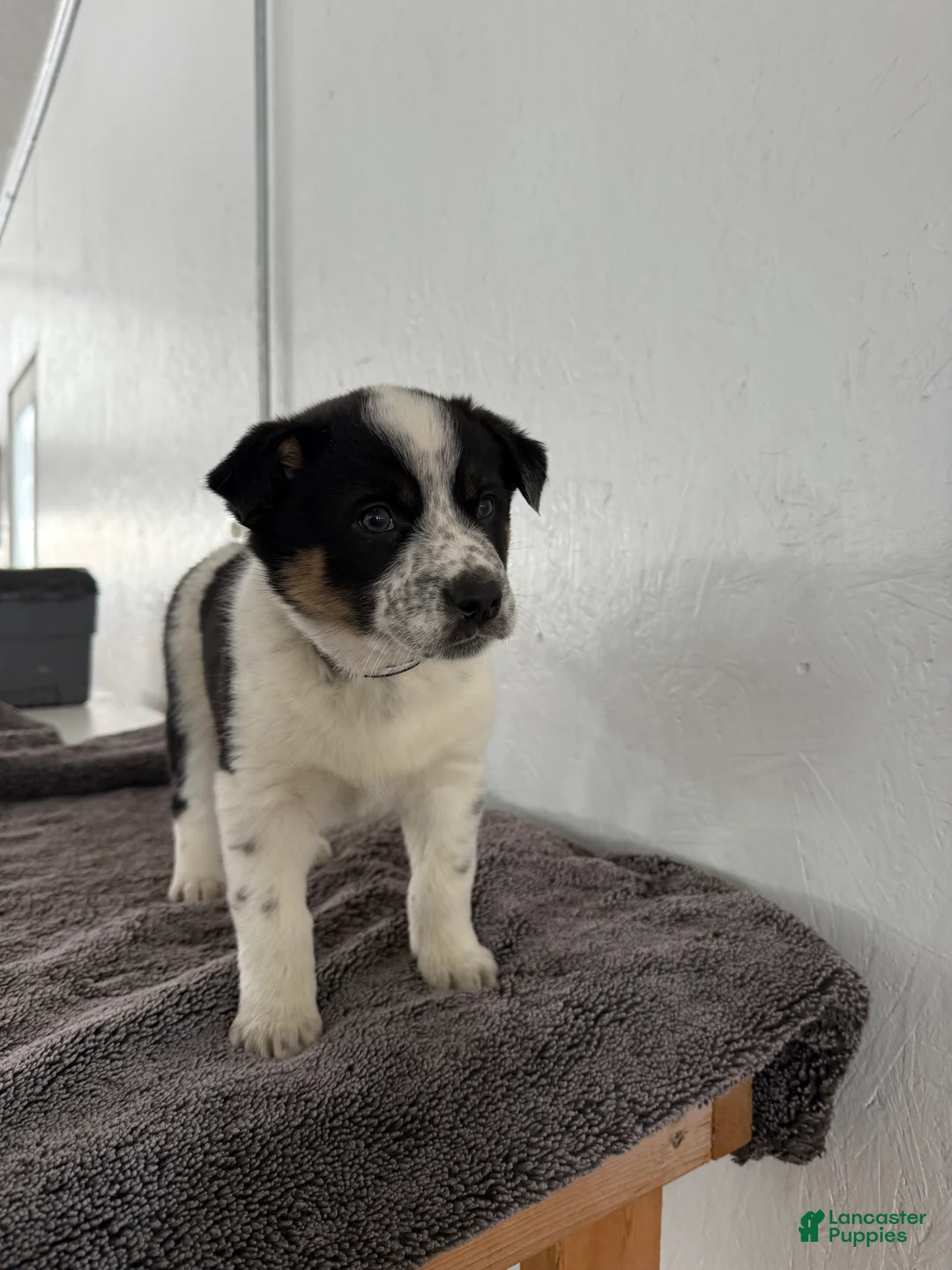 Mixed Breed dogs for sale: Oreo - Ad 5