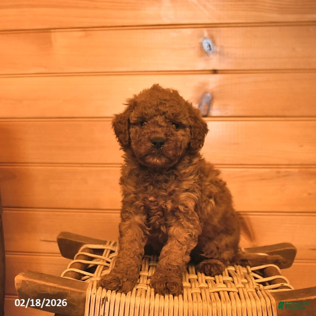 Mini Goldendoodle dogs for sale: Muffin  - Ad 3