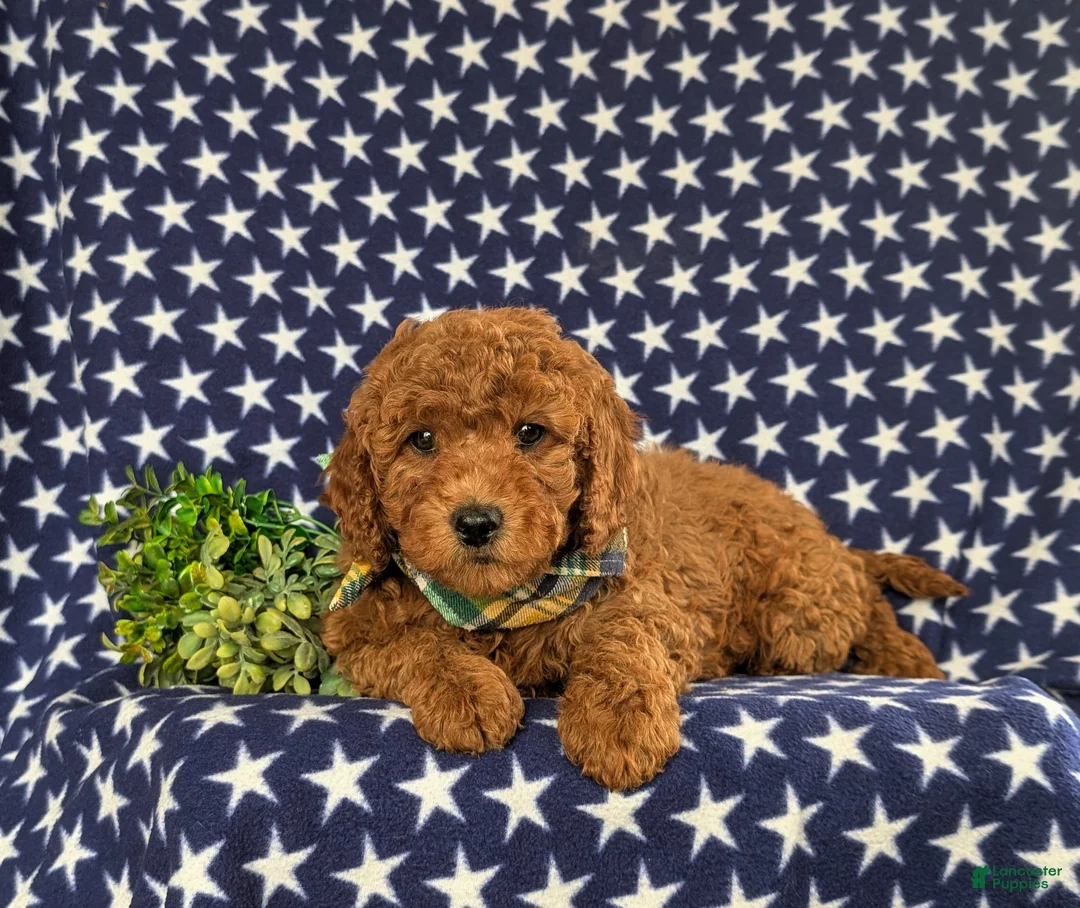 Cavapoo dogs for sale: Jack Hypoallergenic - Ad 5