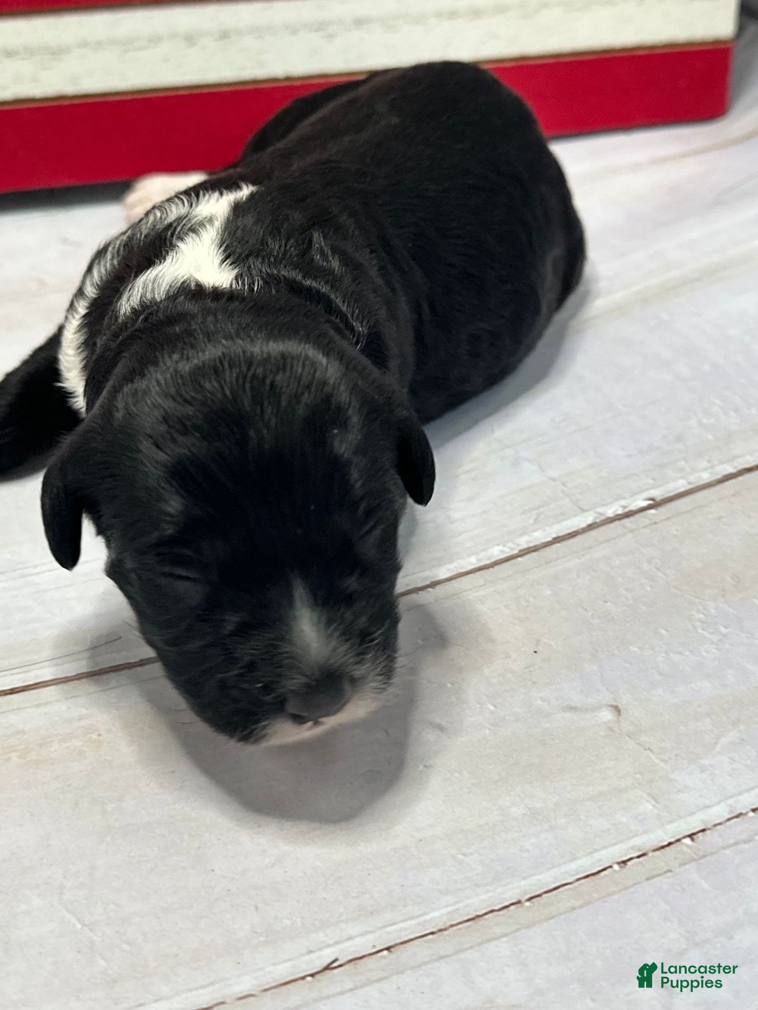 Portuguese Water Dog dogs Valor Male - Ad 36