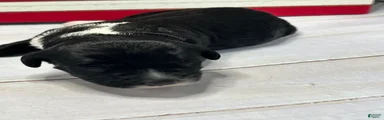 Valor Male