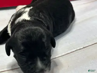 Portuguese Water Dog dogs Valor Male - Ad 36