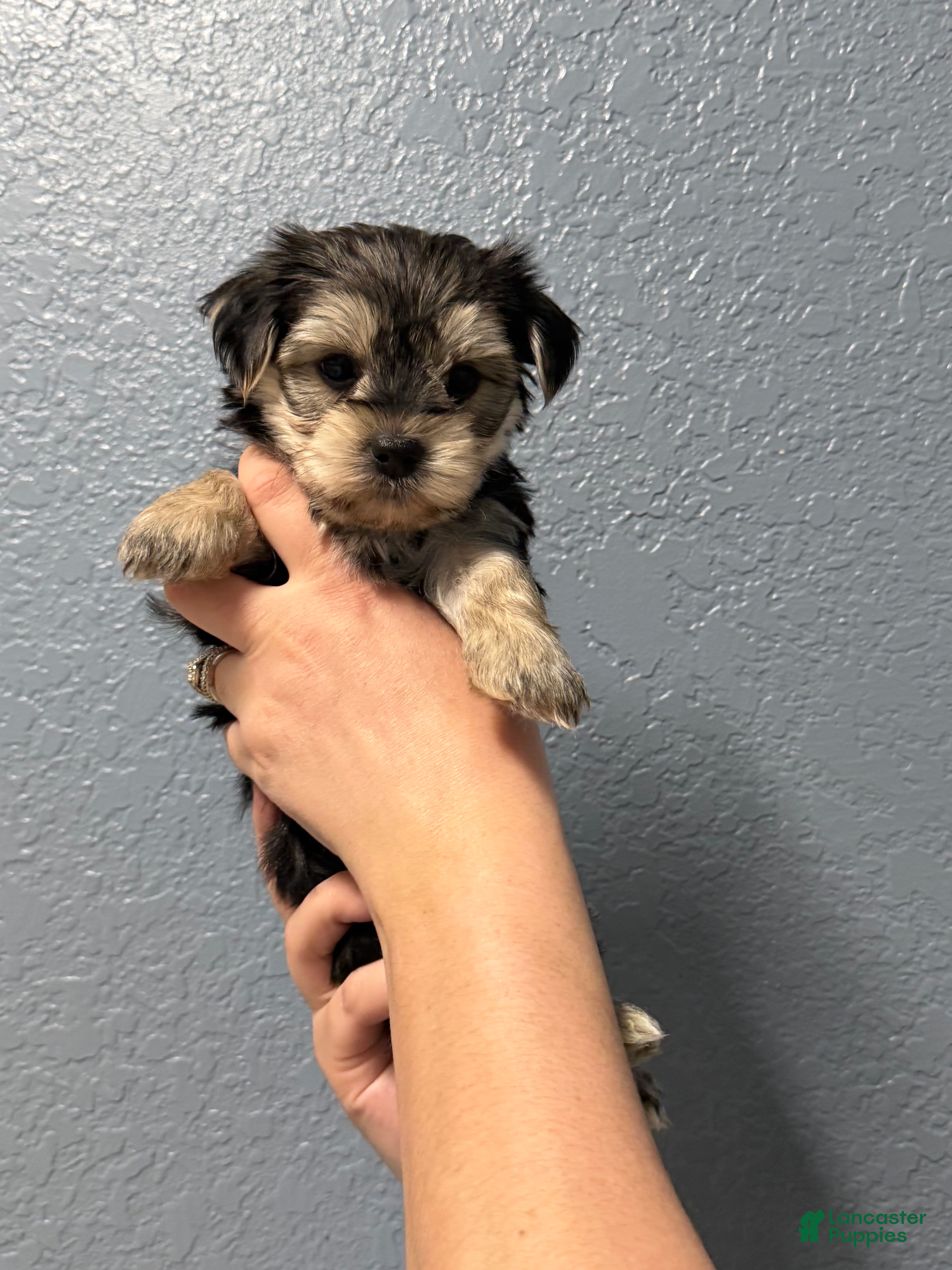 Yorkshire Terrier dogs Pheonix - Ad 10