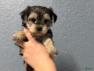 Yorkshire Terrier dogs Pheonix - Ad 3