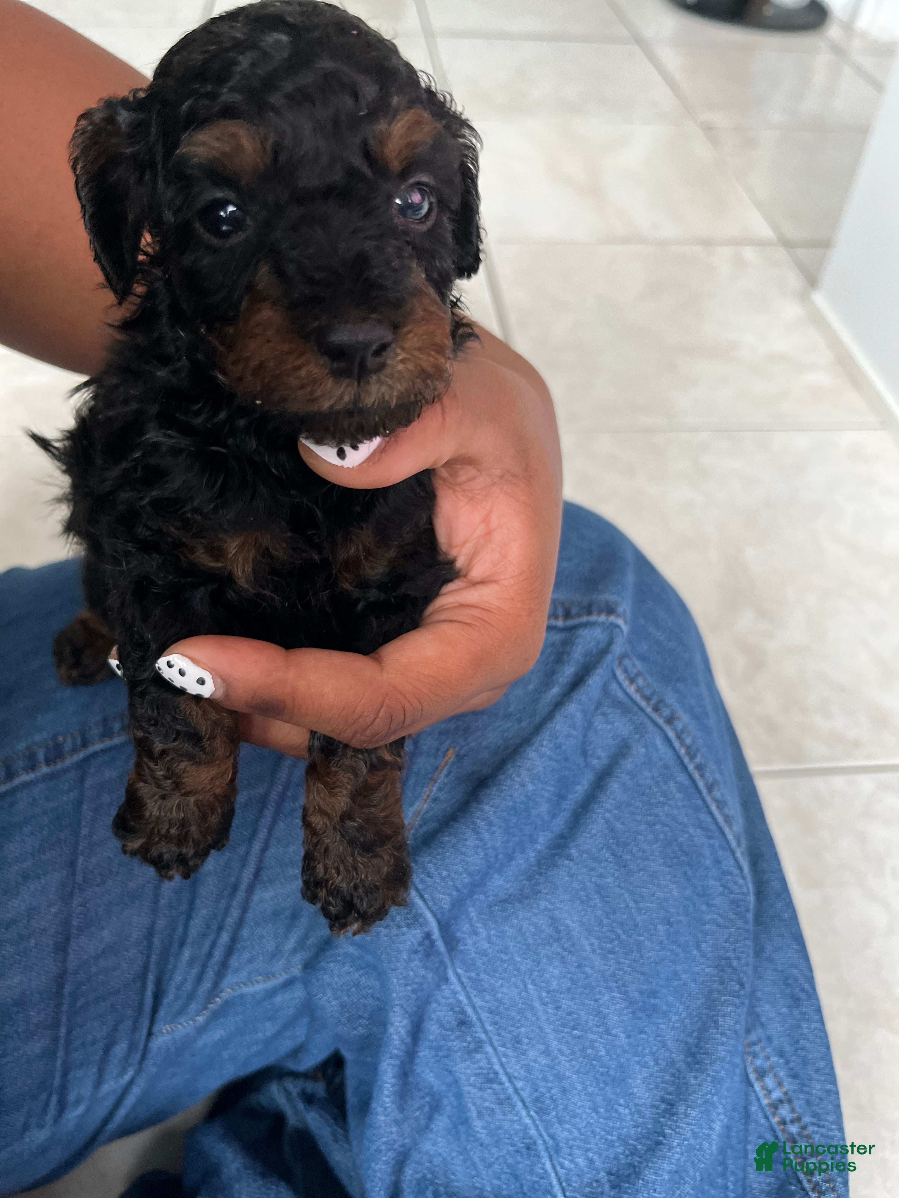 Toy Poodle dogs for sale: Rocky  - Ad 2