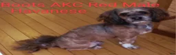 Havanese dogs for sale: AKC Red Sable & White Parti  - Ad 4