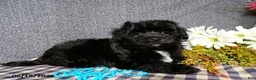 Havapoo dogs for sale: Cory - Ad 3