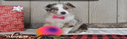 Australian Shepherd dogs for sale: Ginger - Ad 2