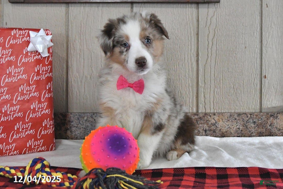 Australian Shepherd dogs for sale: Ginger - Ad 2